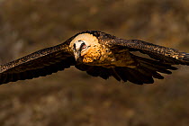 Bearded vulture (Gypaetus barbatus) in flight, Pre-Pyrenees, Northern Spain, February