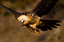 Bearded vulture (Gypaetus barbatus) in fight, carrying a sheep&#39;s leg, Northern Spain, February