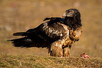 Juvenile Bearded vulture (Gypaetus barbatus) with a piece of bone, Northern Spain, February