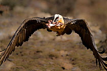 Bearded vulture (Gypaetus barbatus) in flight carrying sheep&#39;s leg bone in beak, Northern Spain, February