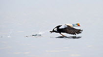 King eider (Somateria spectabilis) drake taking off from the sea, Finnmark, Northern Norway, April