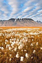 Cotton grass (Eriophorum sp) in autumn colours covering Adventsdalen, Spitsbergen, Svalbard, Norway, August