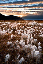 Cotton grass (Eriophorum sp) in autumn colours covering Adventsdalen at sunset, Spitsbergen, Svalbard, Norway, August