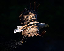 White-tailed eagle (Haliaeetus albicilla) in flight carrying fish against dark background, Flatanger, Norway, July