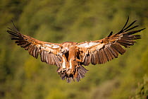 Griffon vulture (Gyps fulvus) landing, Northern Spain, February
