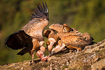 Three Griffon vultures (Gyps fulvus) fighting over meat, Northern Spain, February