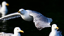 Herring gull (Larus argentatus) in flight with others on water, Norway, July