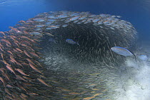 Bar Jack (Caranx ruber) predating a dense school of Scad fish / Horse mackerel (Trachurus trachurus) Bonaire, Dutch Caribbean.