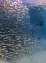Young man snorkelling next to dense shoal of Scad fish / Horse mackerel (Trachurus trachurus)  Bonaire, Dutch Caribbean.