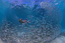 Person snorkelling next to dense shoal of Scad fish / Horse mackerel (Trachurus trachurus)  Bonaire, Dutch Caribbean.