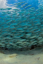 Dense shoal of Scad fish / Horse mackerel (Trachurus trachurus)  Bonaire, Dutch Caribbean.