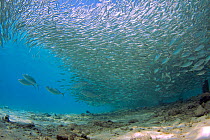 Bar Jack (Caranx ruber) predating dense school of Scad fish / Horse mackerel (Trachurus trachurus) Bonaire, Dutch Caribbean.