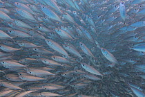 Dense shoal of Scad fish / Horse mackerel (Trachurus trachurus) shoal, Bonaire, Dutch Caribbean.