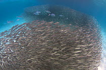 Bar Jack (Caranx ruber) predatingdense school of Scad fish / Horse mackerel (Trachurus trachurus) Bonaire, Dutch Caribbean.