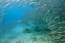 Bar Jack (Caranx ruber) predating on dense  school of Scad fish / Horse mackerel (Trachurus trachurus) Bonaire, Dutch Caribbean.