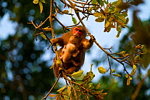 Stump Tailed Macaque (Macaca arctoides) female with baby on branch. Gibbon Wildlife Sanctuary, Assam, India.