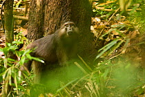 Tonkean Macaque (Macaca tonkeana) seen through leaves on forest floor. Sulawesi, Indonesia.