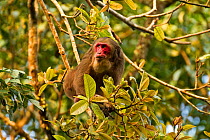 Stump Tailed Macaque (Macaca arctoides) among branches. Gibbon Wildlife Sanctuary, Assam, India.