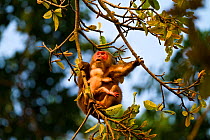 Stump Tailed Macaque (Macaca arctoides) female yawning in canopy holding infant. Gibbon Wildlife Sanctuary, Assam, India.