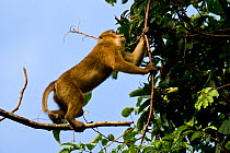 Assam Macaque (Macaca assamensis) climbing up thin branches. Arunachal Pradesh, eastern India.