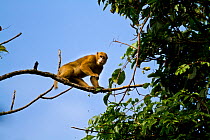 Assam Macaque (Macaca assamensis) looking down from branch. Arunachal Pradesh, eastern India.