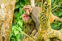 Two Rhesus Macaques (Macaca mulatta), one calling from branches. Gibbon Wildlife Sanctuary, Assam, India.