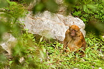 Arunachal Macaque (Macaca munzala) sitting among vegetation. Arunachal Pradesh, eastern India.