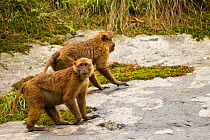 Two Arunachal Macaques (Macaca munzala), one peering at the photographer. Arunachal Pradesh, eastern India.