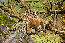 Arunachal Macaque (Macaca munzala) feeding on leaves from sparse branches. Arunachal Pradesh, eastern India.