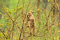 Arunachal Macaque (Macaca munzala) feeding on budding leaves. Arunachal Pradesh, eastern India.