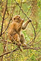 Arunachal Macaque (Macaca munzala) feeding on budding leaves. Arunachal Pradesh, eastern India.
