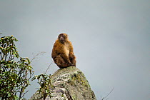 Arunachal Macaque (Macaca munzala) sitting alone on rock. Arunachal Pradesh, eastern India.