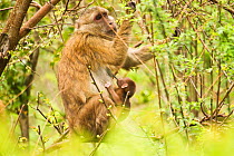 Arunachal Macaque (Macaca munzala) female with baby among budding leaves. Arunachal Pradesh, eastern India.