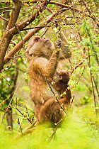 Arunachal Macaque (Macaca munzala) female with baby among budding leaves. Arunachal Pradesh, eastern India.
