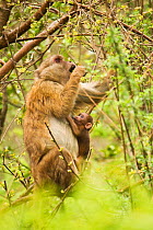Arunachal Macaque (Macaca munzala) female feeding on budding leaves while her baby watches. Arunachal Pradesh, eastern India.