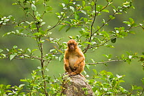Arunachal Macaque (Macaca munzala) sitting calmly on rock, with canopy in background. Arunachal Pradesh, eastern India.