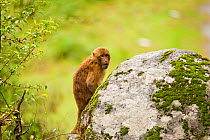 Arunachal Macaque (Macaca munzala) looking from behind a rock. Arunachal Pradesh, eastern India.