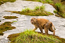 Arunachal Macaque (Macaca munzala) wet with rain on mossy rock. Arunachal Pradesh, eastern India.