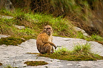 Arunachal Macaque (Macaca munzala) wet with rain, sitting and looking at camera. Arunachal Pradesh, eastern India.