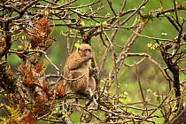 Arunachal Macaque (Macaca munzala) feeding among budding branches. Arunachal Pradesh, eastern India.
