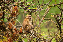 Arunachal Macaque (Macaca munzala) calling from tree. Arunachal Pradesh, eastern India.