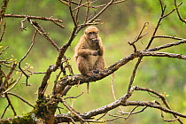 Arunachal Macaque (Macaca munzala) sitting in tree feeding on leaves. Arunachal Pradesh, eastern India.