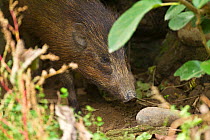 Pygmy Hog (Porcula salvania) seen through undergrowth. Captive, member of a reintroduction project. Assam, eastern India.