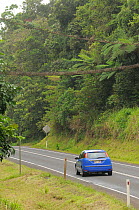 Mammal crossings built across major road (Palmerston Highway) through Wooroonooran National Park, Wet Tropics World Heritage Area, North Queensland, Australia, November 2010