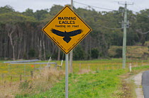 Road warning sign for Wedge-tailed eagles (Aquila audax) feeding on road, Tasmania, Australia, February 2011