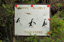 Little penguin (Eudyptula minor) crossing road warning sign, The Neck, Bruny Island, Tasmania, Australia, January 2011