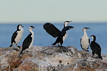 Five Black-faced cormorants (Phalacrocorax fuscescens) on coastal rocks, one with wings stretched out, Tasmania, Australia, February