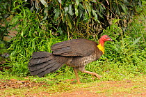 Male Australian brush-turkey (Alectura lathami) walking, in breeding plumage, Queensland, Australia, October