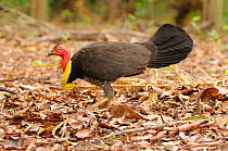 Male Australian brush-turkey (Alectura lathami) in breeding plumage, Queensland, Australia, October
