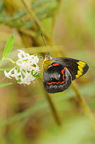 Common jezebel butterfly (Delias eucharis) feeding on flowers, Queensland, Australia, December